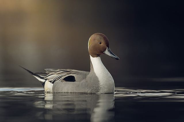 A male Northern Pintail swimming on calm water